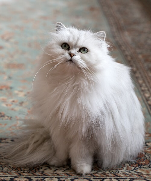 Chantilly-Tiffany photo